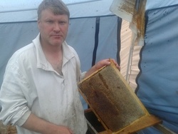 Алтайский мед в куботейнерах